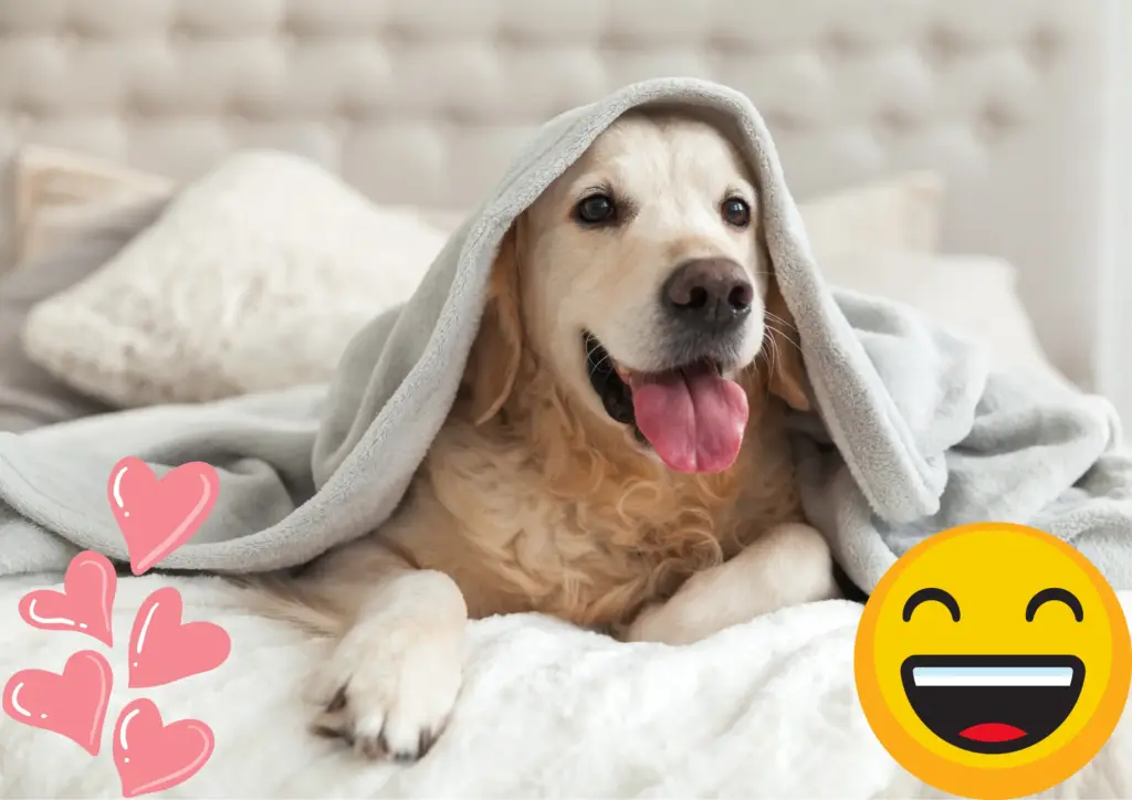 Hundehotel Bayerischer Wald: Urlaubsglück für Vierbeiner 4 Hundehotel Bayerischer Wald mit gutem gewissen