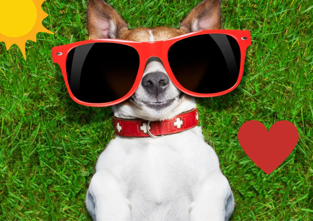 Hundehotel Bayerischer Wald: Urlaubsglück für Vierbeiner 1 Hundehotel Bayerischer Wald stressfrei