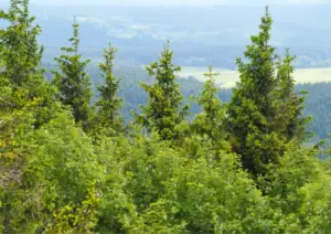 Thüringer Wald Aussicht 2