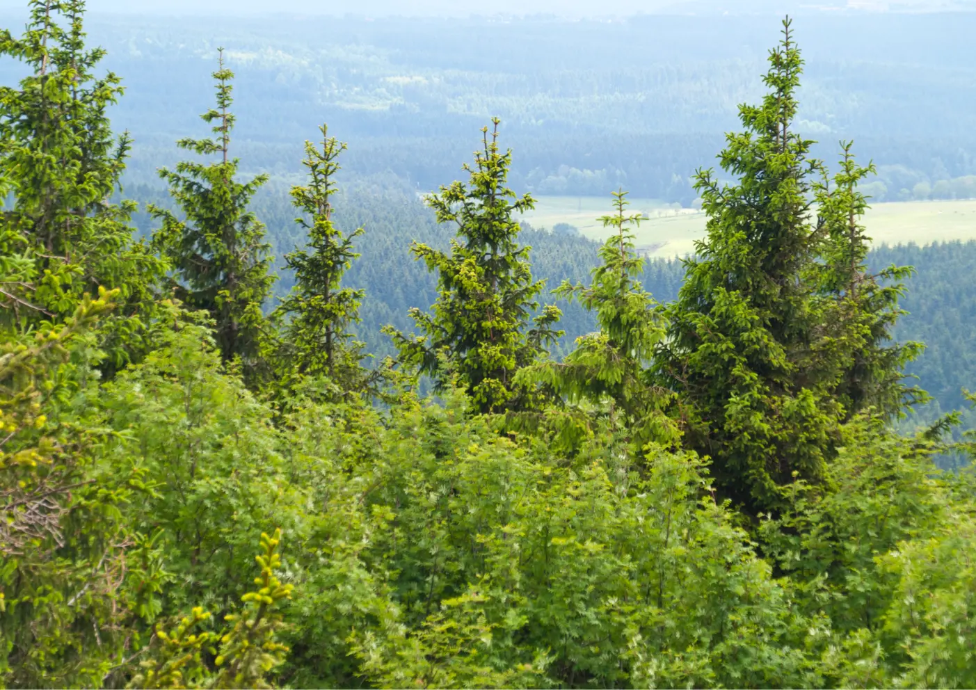 Urlaub in Thüringer Wald, wandern mit Hund, Traumhafte Routen, urige Hütten 3 Thüringer Wald Aussicht 2