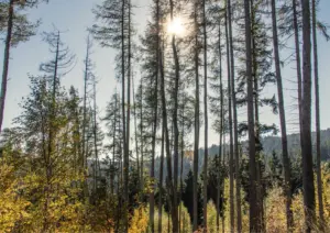 Thüringer Wald Abends