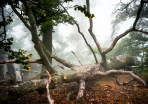 Sächsische Schweiz Wandern ein Baum