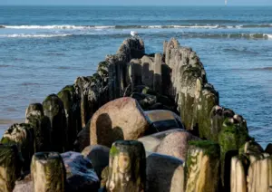 Sylt mit Hund: Der ultimative Guide für einen hundefreundlichen Urlaub 6 Sylt mit Hund wellen