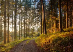 Schwarzwald mit Hund Abends