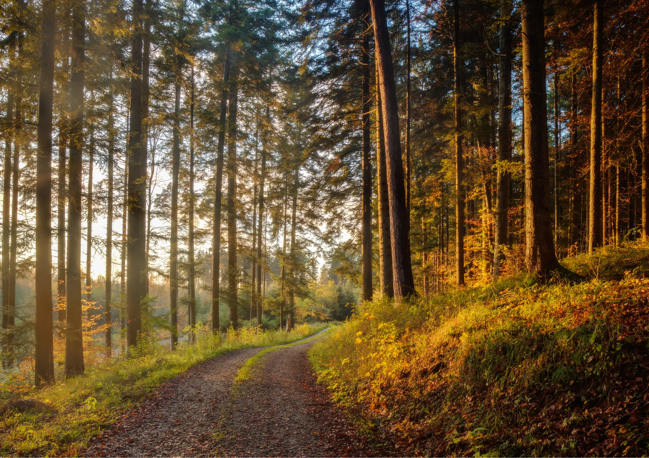 Schwarzwald mit Hund: Ihr Naturerlebnis mit dem besten Freund 6 Schwarzwald mit Hund Abends