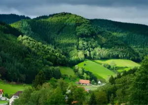 Schwarzwald mit Hund Luftblick