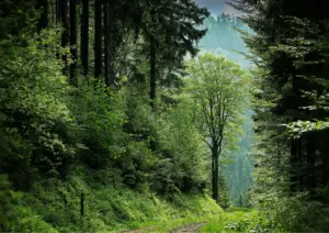 Schwarzwald mit Hund wandern