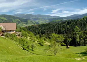 Schwarzwald mit Hund Blick