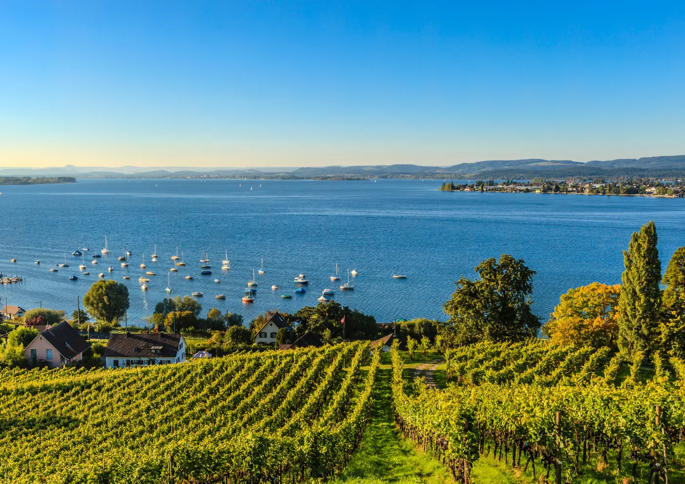Bodensee mit Hund: Ihr Natur- und Aktivurlaub mit dem besten Freund 3 Bodensee mit Hund constanze