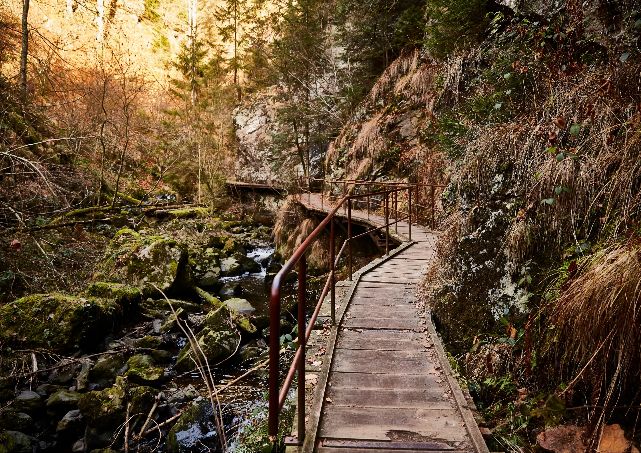 Schwarzwald mit Hund: Ihr Naturerlebnis mit dem besten Freund 1 Schwarzwald mit Hund Übergang