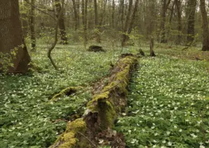 Nationalpark Hainich wandern