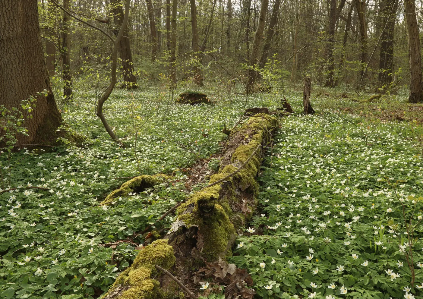 Nationalpark Hainich: Wandern mit Hund durch einen einzigartigen Buchenwald 1 Nationalpark Hainich wandern