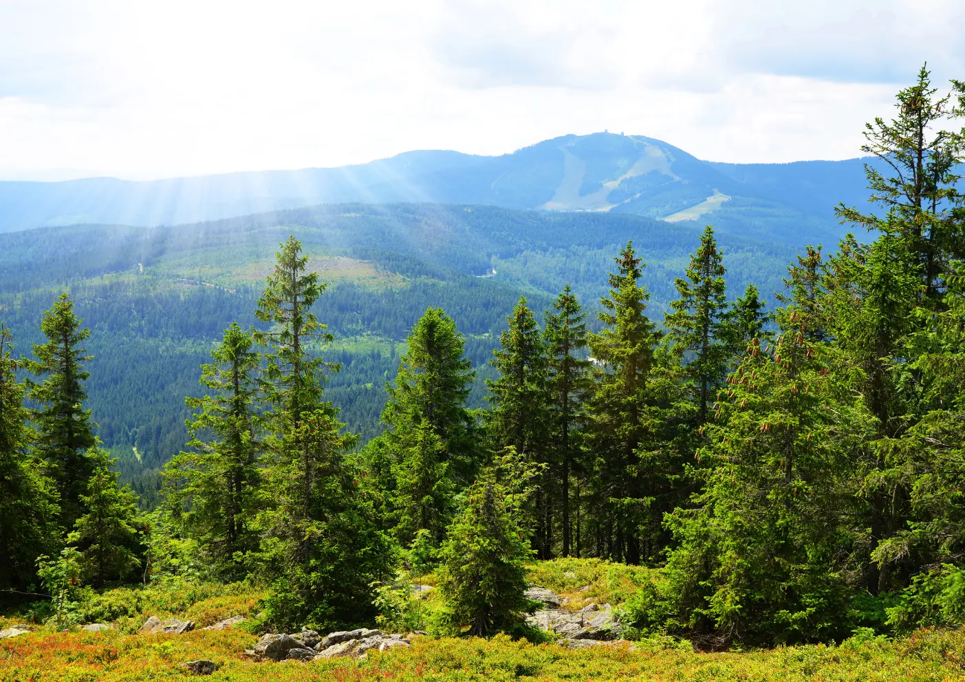 Urlaub mit Hund im Bayerischen Wald: Ein Paradies für Zwei- und Vierbeiner 2 Licht in Bayerischen Wald