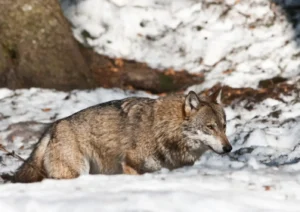 Wildtiere in Bayerischen Wald 2