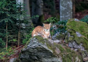  Wildtiere in Bayerischen Wald 1