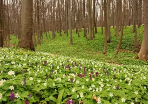 Nationalpark Hainich frühling