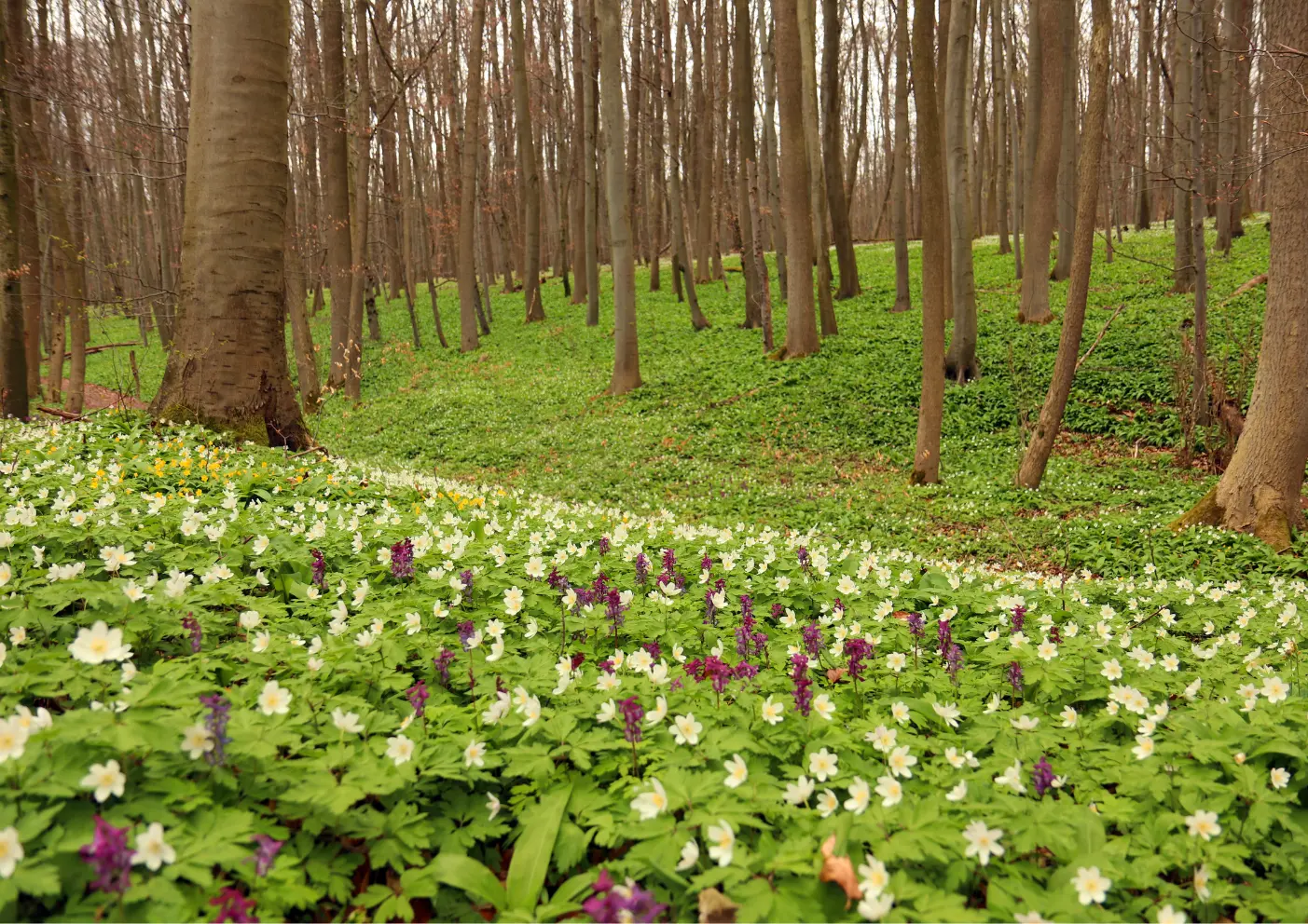 Nationalpark Hainich: Wandern mit Hund durch einen einzigartigen Buchenwald 6 Nationalpark Hainich frühling