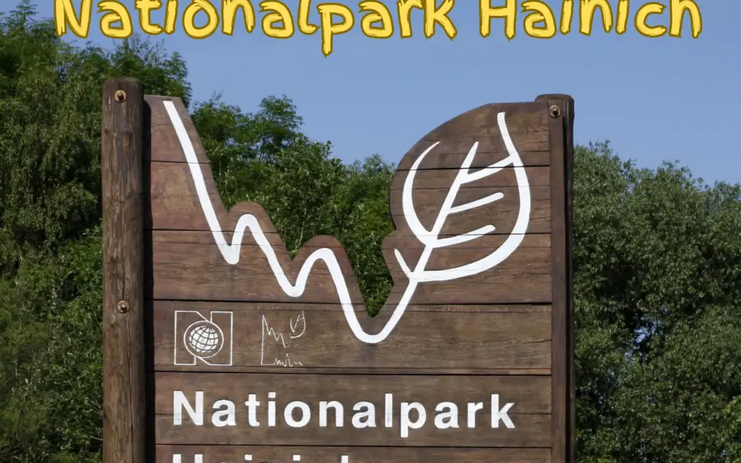 Nationalpark Hainich: Wandern mit Hund durch einen einzigartigen Buchenwald