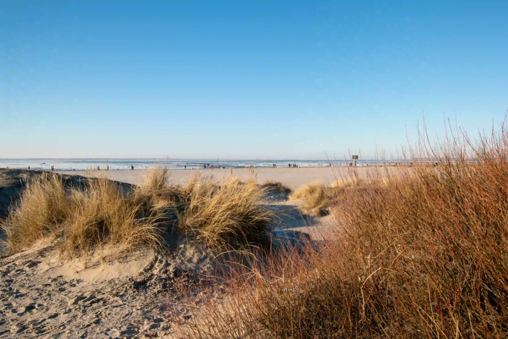 Norddeich mit Hund: Perfekter Nordsee-Urlaub mit Vierbeiner 8 Ein breiter Sandstrand in Norddeich mit Dünen und trockenem Gras im Vordergrund unter klarem blauem Himmel, perfekt für einen entspannten Tag mit dem Hund.