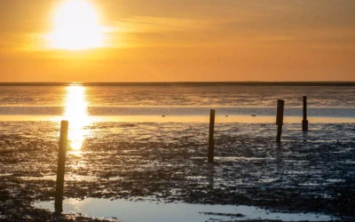 Norddeich mit Hund: Perfekter Nordsee-Urlaub mit Vierbeiner