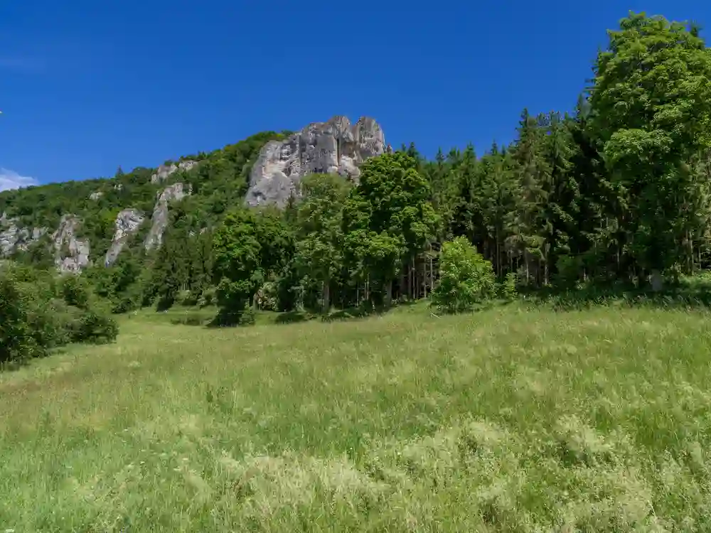 Wandern mit Hund im Oberen Donautal perfekt erleben 1 Eine weite grüne Wiese unter einem strahlend blauen Himmel, mit felsigen Hügeln und dichten Wäldern im Hintergrund des Oberen Donautals.