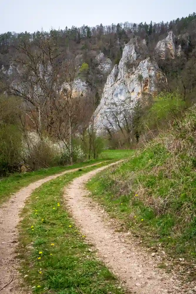 Wandern mit Hund im Oberen Donautal perfekt erleben 8 Ein gewundener Feldweg führt durch eine grüne Landschaft im Oberen Donautal, gesäumt von Bäumen und Sträuchern, mit felsigen Formationen im Hintergrund unter einem bewölkten Himmel.