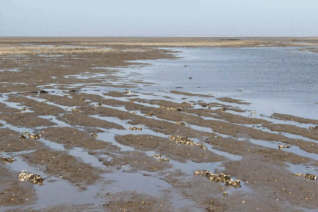 Hallig Hooge mit Hund erwandern: Traumhafte Rundwege 8 Eine weite Aufnahme des Wattenmeeres bei Ebbe, die ausgedehnte schlammige Wattflächen mit kleinen Wasserpfützen und Muschelbänken zeigt, die sich bis zum Horizont erstrecken, eine typische Szenerie nahe Hallig Hooge.