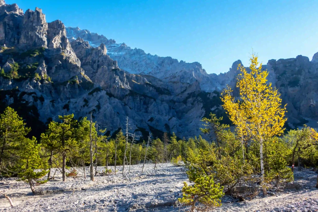 Wimbachgries Wandern: Perfekte Halbtageswanderung mit Hund im Nationalpark Berchtesgaden 3 Wimbachgries: Weitläufiges Geröllfeld mit vereinzelten Bäumen und imposanten Alpenbergen im Hintergrund