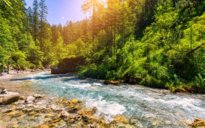 Blog 6 Wimbachgries Wandern: Perfekte Halbtageswanderung mit Hund im Nationalpark Berchtesgaden