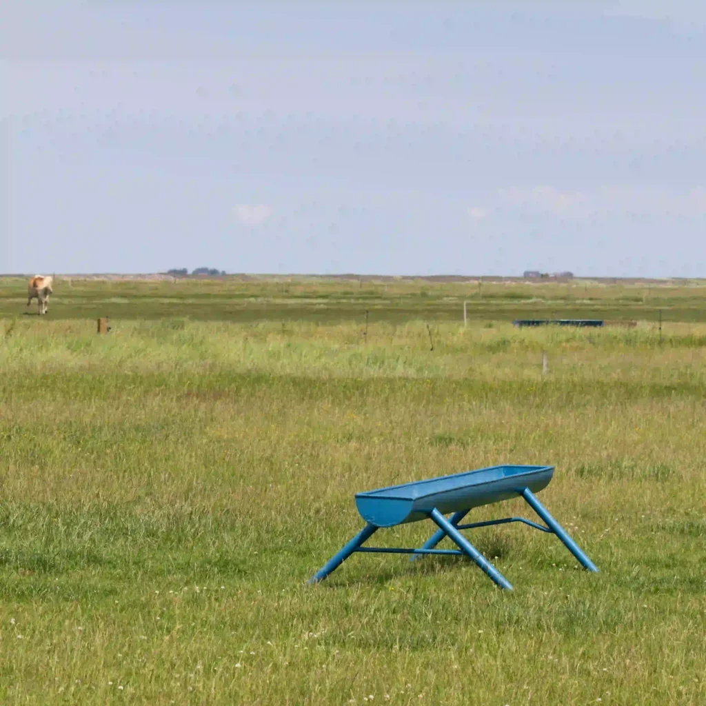 Hallig Hooge mit Hund erwandern: Traumhafte Rundwege 4 Ein blauer Trog steht auf einer weiten, flachen grünen Weide unter einem hellblauen Himmel, mit einer Kuh in der Ferne sichtbar, was die ländlichen Szenen auf Hallig Hooge darstellt.