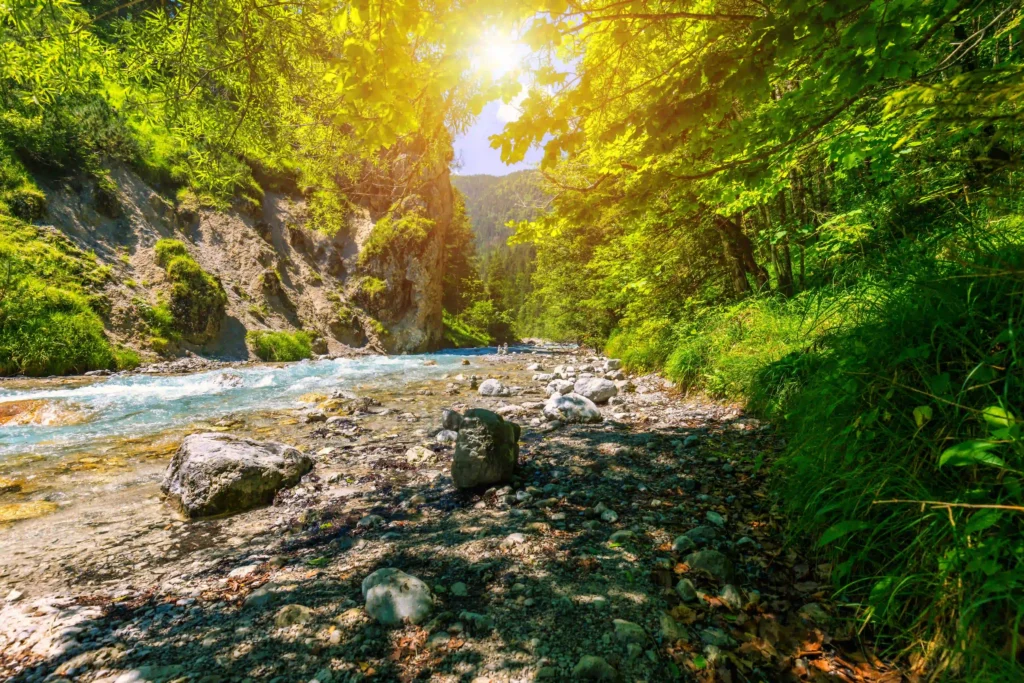 Wimbachgries Wandern: Perfekte Halbtageswanderung mit Hund im Nationalpark Berchtesgaden 2 Wimbachgries: Uferbereich des Wimbach mit Geröll und leuchtendem Grün im Sonnenlicht