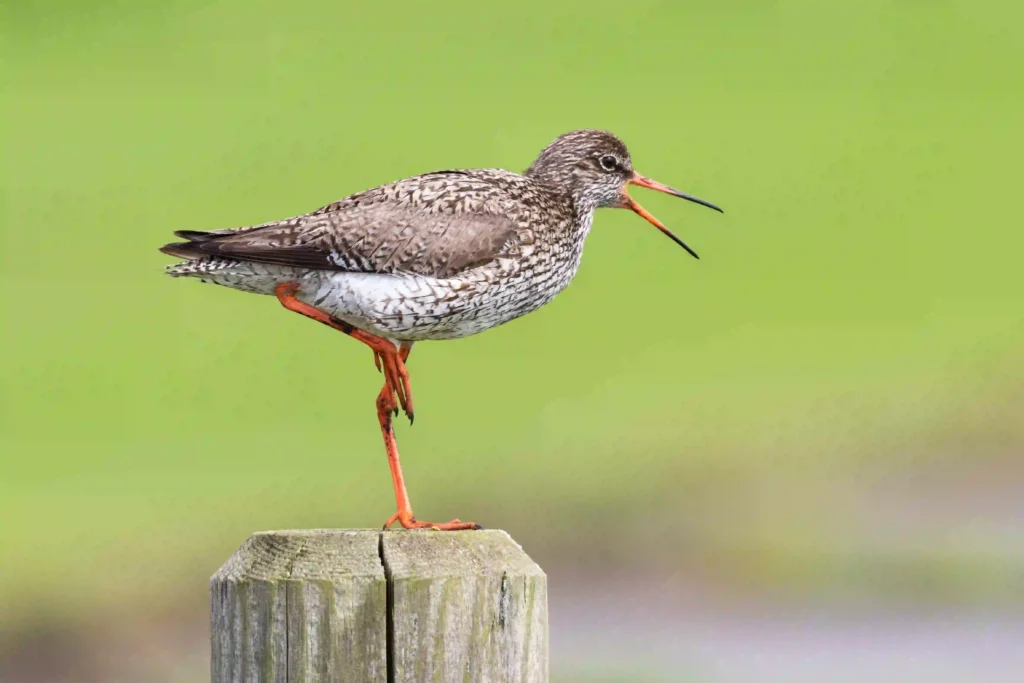 Hallig Hooge mit Hund erwandern: Traumhafte Rundwege 6 Ein Rotschenkel, ein mittelgroßer Watvogel mit rot-orangen Beinen und Schnabel, steht auf einem Bein auf einem Holzpfahl, sein Schnabel ist geöffnet, als würde er rufen, oft in den Feuchtgebieten von Hallig Hooge zu finden.