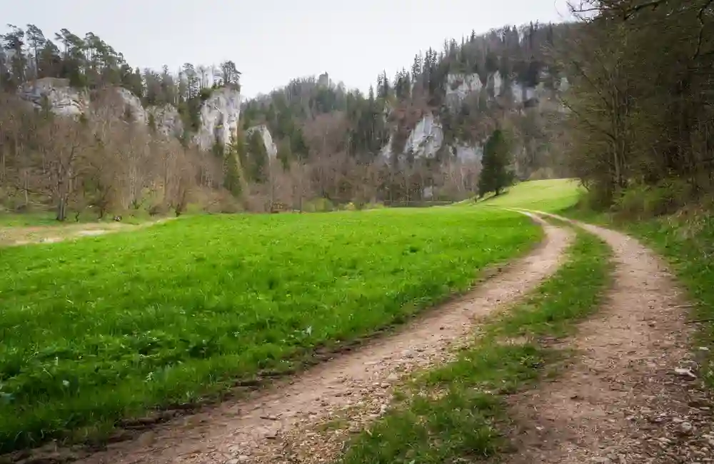 Wandern mit Hund im Oberen Donautal perfekt erleben 7 Ein Feldweg führt durch eine grüne Wiese im Oberen Donautal, mit felsigen Hügeln und Wald im Hintergrund.