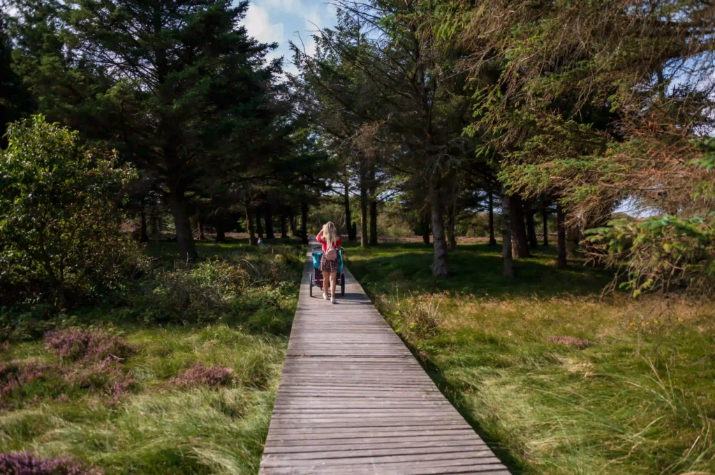 Amrum mit Hund: Perfekter Inselurlaub für Vierbeiner 10 Holzbohlenweg schlängelt sich durch einen bewaldeten Bereich mit Heidelandschaft, ideal für Spaziergänge in Amrum mit Hund.