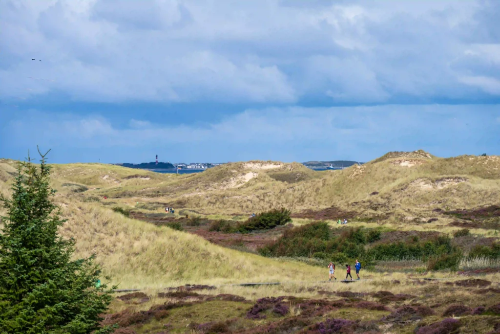 Amrum mit Hund: Perfekter Inselurlaub für Vierbeiner 2 Weite Dünenlandschaft mit Spazierwegen und Blick auf das Meer, eine idyllische Umgebung für Ausflüge in Amrum mit Hund.