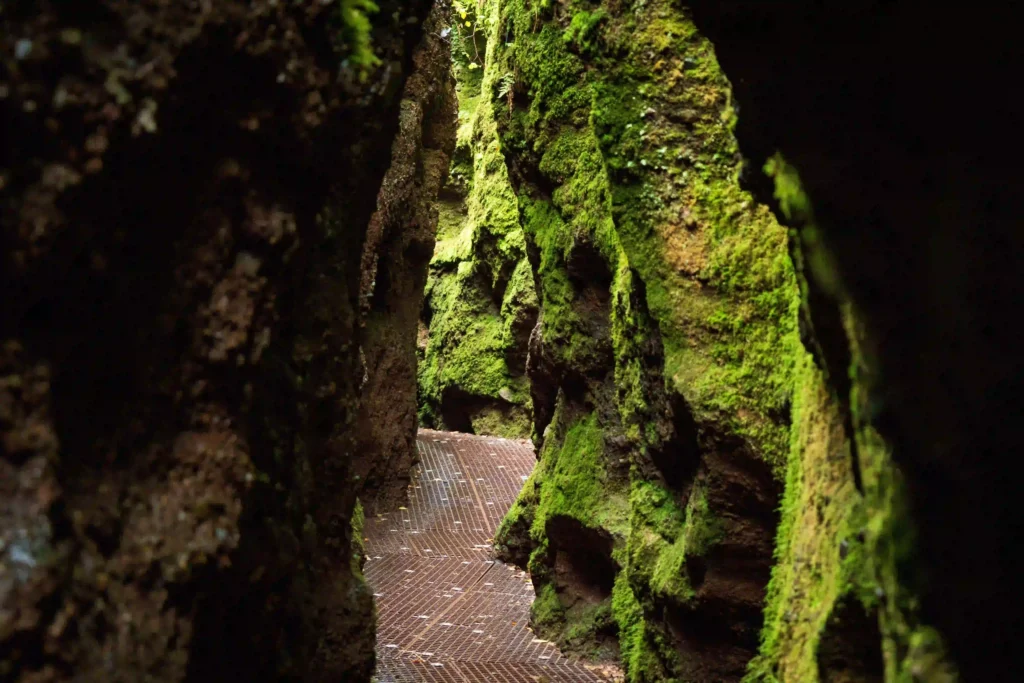 Drachenschlucht bei Eisenach: Abenteuerliche Wanderung mit Hund durch mystische Felsenwelt 5 Blick nach oben durch die schmale Drachenschlucht bei Eisenach mit Baumkronen und Himmel