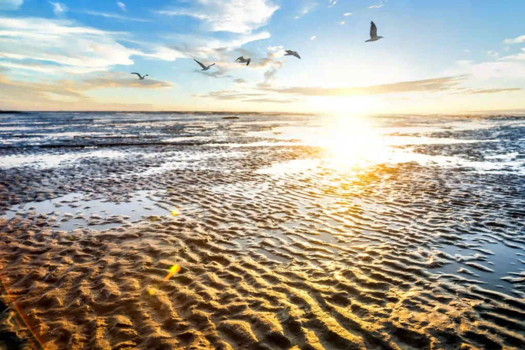 Cuxhaven mit Hund entdecken - Ferienideen für Hundebesitzer 5 Sonnenuntergang über dem Watt in Cuxhaven mit spiegelndem Wasser und Vögeln am Himmel, eine wunderschöne Kulisse für Wattwanderungen mit Hund.