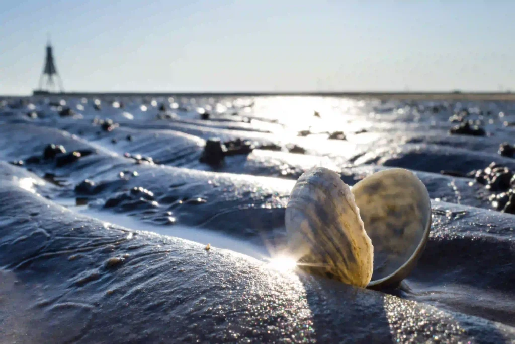 Cuxhaven mit Hund entdecken - Ferienideen für Hundebesitzer 6 Nahaufnahme einer Muschel im schimmernden Watt bei Sonnenlicht in Cuxhaven, ideal für Erkundungen mit Hund bei Ebbe.