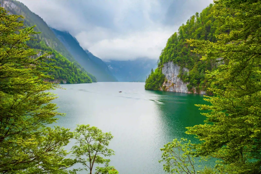 Urlaub am Königssee mit Hund: Tipps & Highlights 8 Landschaft mit Bäumen am Königssee mit Hund, zwei Bäume im Vordergrund und dichte grüne Vegetation links und rechts.