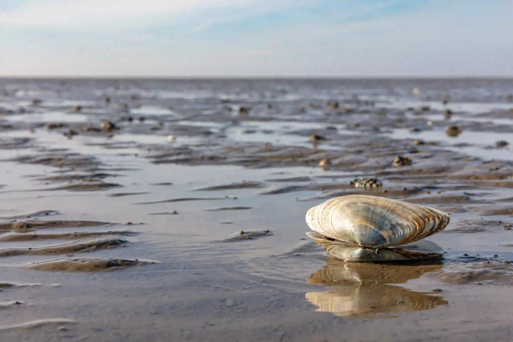 Nordsee mit Hund: Die besten Ausflugsziele für deinen Traumurlaub 3 Eine Muschel liegt prominent auf dem feuchten Wattboden bei Ebbe, mit dem weiten Nordseestrand im Hintergrund – ein typischer Anblick beim Erkunden der Nordsee mit Hund.
