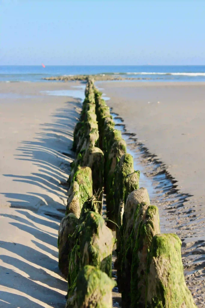 Norderney mit Hund: Top Wanderungen & Ausflugsziele an der Nordsee 13 Eine Reihe moosbewachsener Holzpfähle erstreckt sich als Buhne über den Sandstrand von Norderney bis ins Meer, unter einem klaren blauen Himmel – ideal für einen Spaziergang mit Hund am Strand von Norderney bei Ebbe.