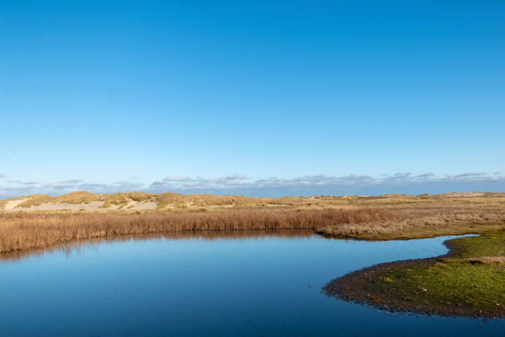 Norderney mit Hund: Top Wanderungen & Ausflugsziele an der Nordsee 7 Eine ruhige Wasserfläche in den Dünen von Norderney unter strahlend blauem Himmel, umgeben von trockenem Gras und sandigen Hügeln – ideal für eine entspannte Pause mit Ihrem Hund.