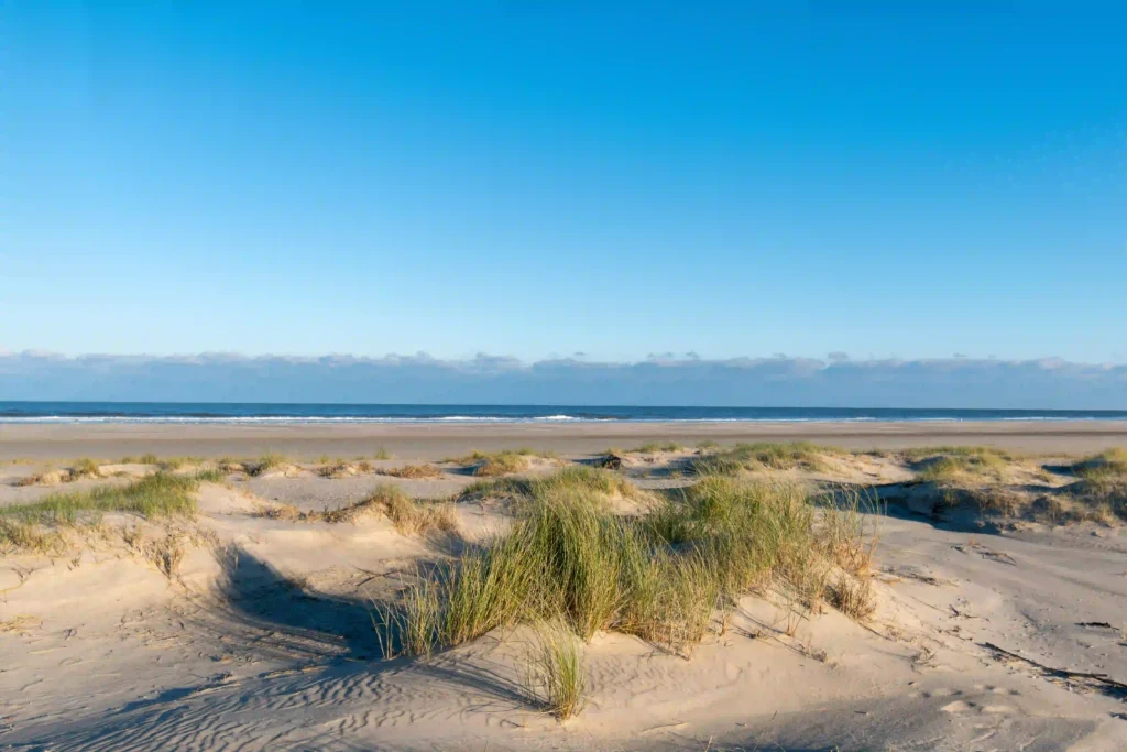 Norderney mit Hund: Top Wanderungen & Ausflugsziele an der Nordsee 4 Eine malerische Dünenlandschaft am Strand von Norderney mit vereinzelten Grasbüscheln und dem weiten Meer im Hintergrund – perfekt für einen entspannten Tag mit dem Hund auf Norderney.