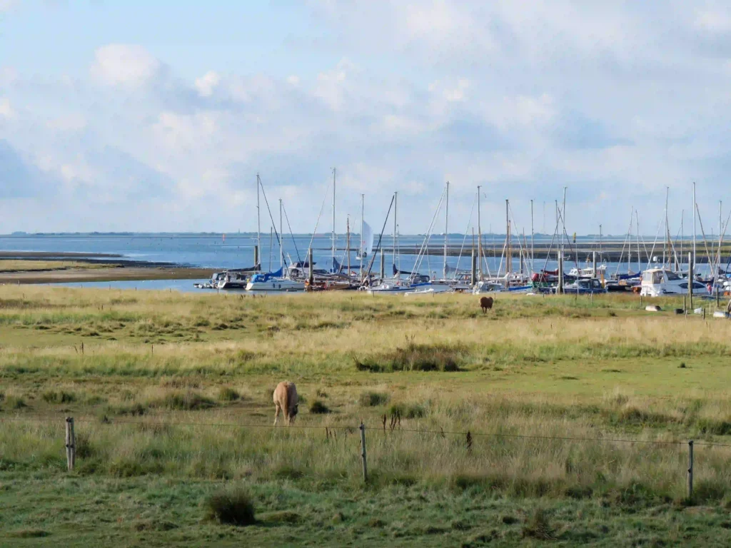 Spiekeroog mit Hund: Tipps für den perfekten Urlaub 10 Hafen von Spiekeroog mit Segelbooten und grasenden Pferden, hundefreundliche Umgebung für einen Urlaub auf der Insel.