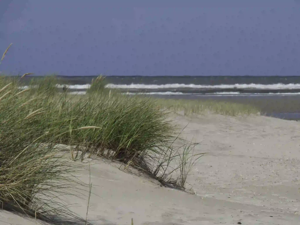 Spiekeroog mit Hund: Tipps für den perfekten Urlaub 9 Düne mit Gräsern am menschenleeren Strand von Spiekeroog, ein Paradies für Hunde, die die Natur erkunden möchten.