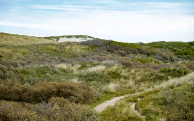 Spiekeroog mit Hund: Tipps für den perfekten Urlaub