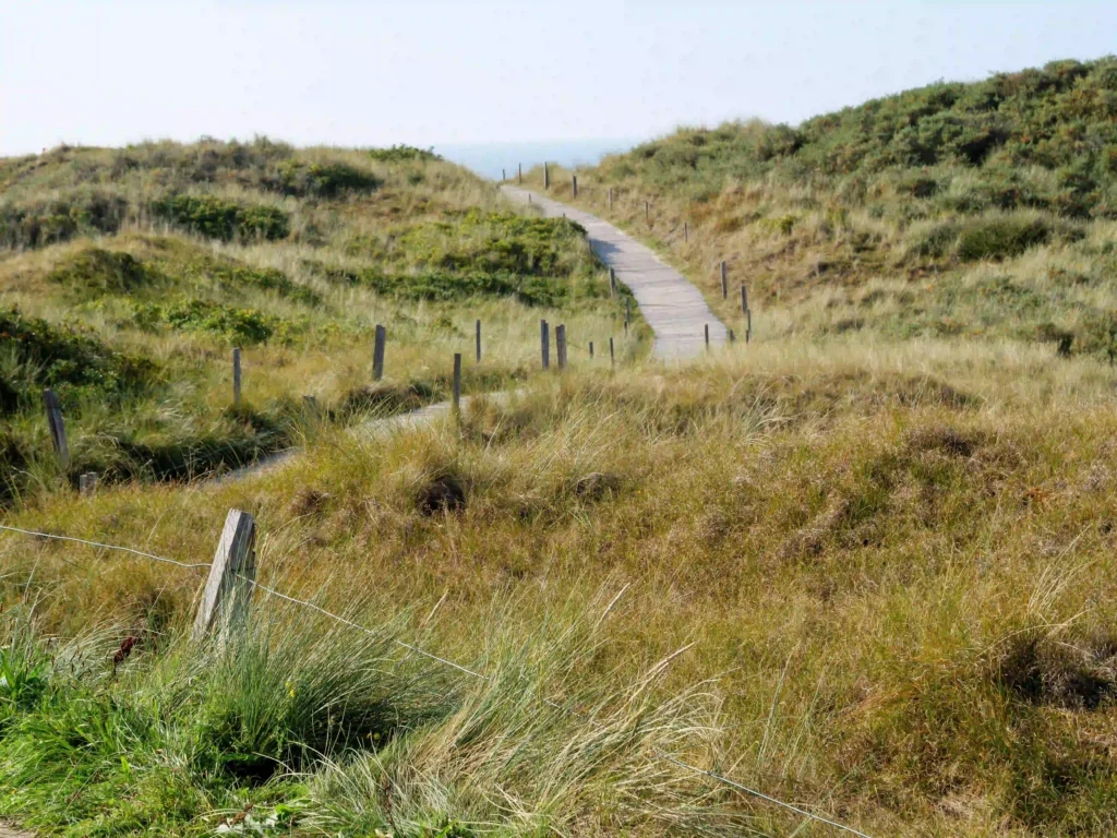 Spiekeroog mit Hund: Tipps für den perfekten Urlaub 4 Malerischer Dünenweg auf Spiekeroog, der zu endlosen Erkundungstouren mit dem Hund einlädt.