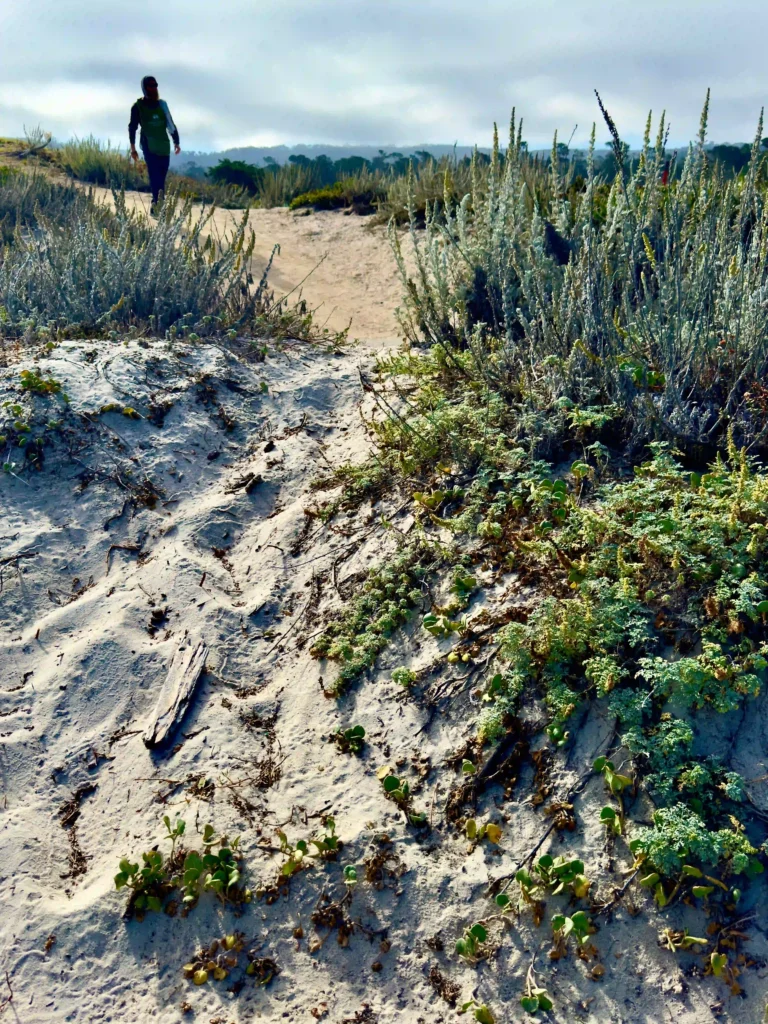 Spiekeroog mit Hund: Tipps für den perfekten Urlaub 5 Person spaziert auf einem Sandweg durch die Dünen von Spiekeroog, ein beliebter Ort für entspannte Spaziergänge mit Hund.