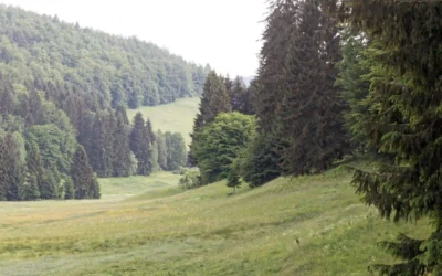 Vessertal mit Hund: Dein ultimativer Guide für Wanderabenteuer im UNESCO-Biosphärenreservat