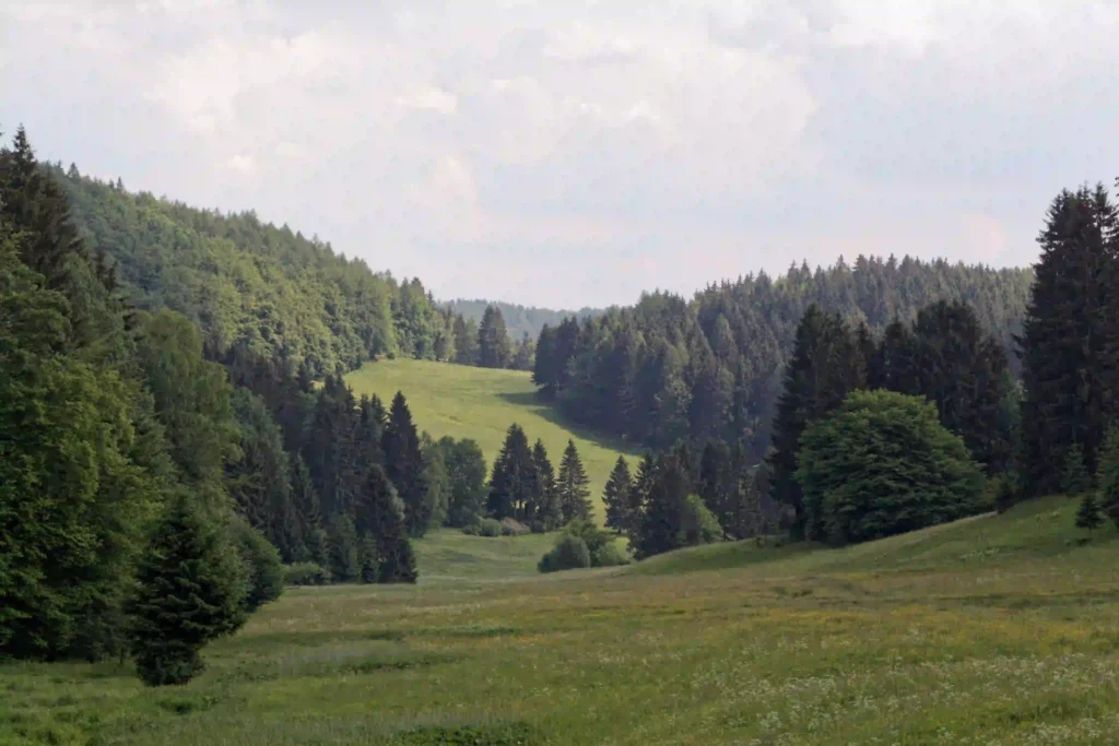 Vessertal mit Hund: Dein ultimativer Guide für Wanderabenteuer im UNESCO-Biosphärenreservat 1 Weite grüne Täler und bewaldete Hänge im Vessertal, die zum Wandern und Erkunden einladen.